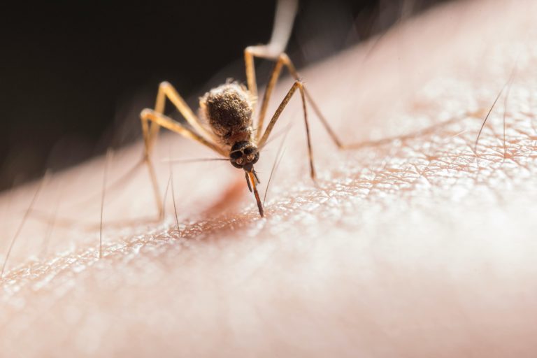 Read more about the article The Dangers of Malaria: What You Shouldn’t Ignore
